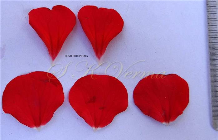  Petals